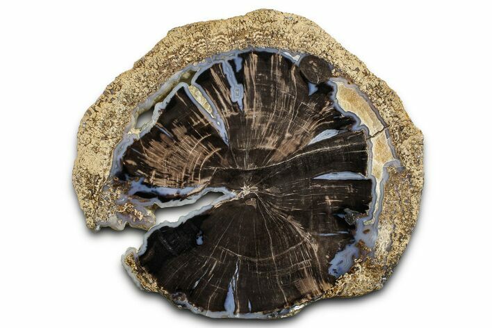 Petrified Wood (Schinoxylon) Round - Blue Forest, Wyoming #377570